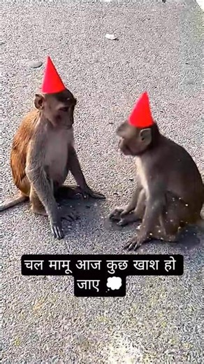 monkey funny harkat 🤔 #bom #shorts #funny #viral monkey 🐒