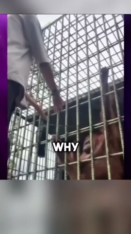 Why wild monkeys are far more dangerous than most people realize