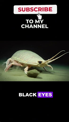 Giant Isopod Feeding On The Abyss #deepsea #hunting