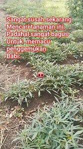 178K views · 627 reactions | Langkah dan sangat mahal sekarang. #pakanbabi #tips #ternakbabi #farm #babi | Tulus M Reels | Facebook