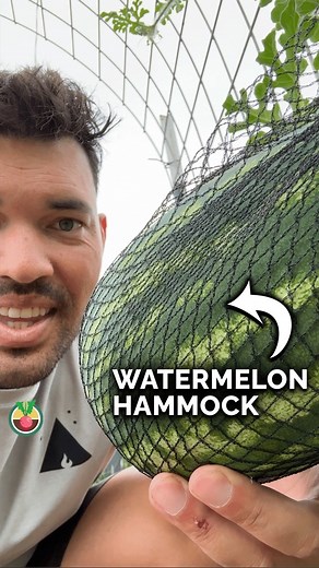 Vertical watermelon growing is a gorgeous sight…when done well! These bad daddies can get HEAVY and normally DO NOT grow vertically, so you need to support them! We used old bird netting, but we’ve seen pantyhose, tea towels, cheesecloth, and more used as a support. A simple T post and cattle panel arch trellis is all you need to get started here. Just thread the early vines up the trellis and the tendrils will do the rest! | Epic Gardening