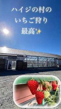 2026.いちご狩り 北杜市 山梨 ハイジの村 明野 観光