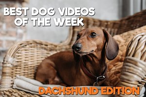 99K views · 4.6K reactions | This is your sign that you need a Dachshund in your life  | Go Fetch | Facebook