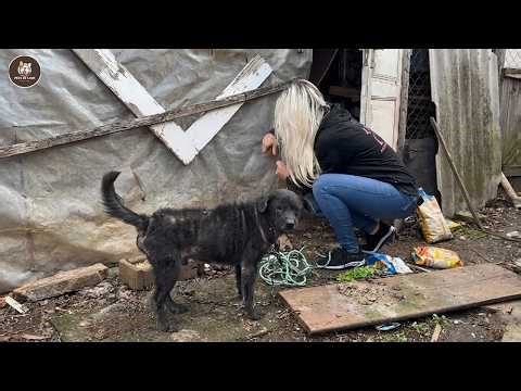 Blindly loyal for 7 years, his gentle eyes simply longed for a little love