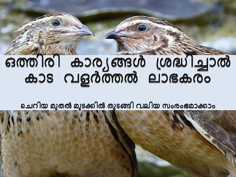 kada valarthal malayalam (quail farming)