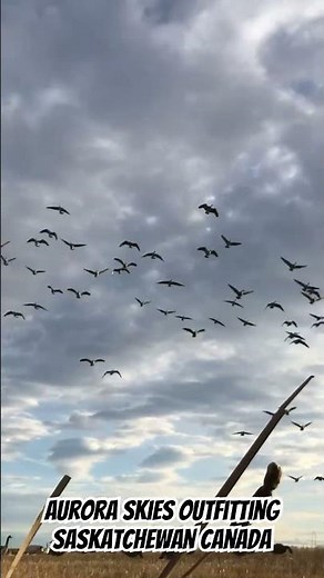 Epic Canada goose hunting action with Aurora Skies Outfitting - Saskatchewan Canada