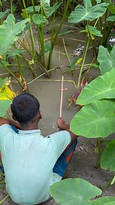 Amazing fish catching in fresh water | Fishing & Village Tradition