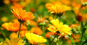 Le calendula : usages, bienfaits et risques