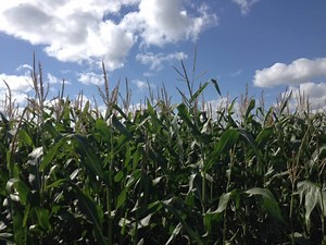 Corn School: How to Triage Your Fields for Fungicide Application Timing