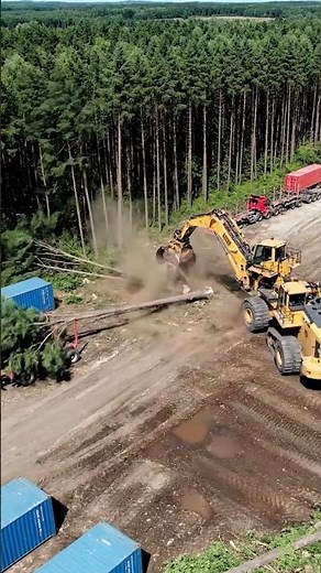 Top-Down Drone: Mega Feller-Buncher Drops a Colossal Tree in One Heavy Sideways Fall!
