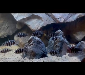 178 reactions · 8 comments | One of most popular decor for Frontosa tanks! #aquadecor | Aquadecor | Facebook