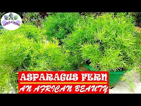 Grow and care guide for ASPARAGUS FERN; an African beauty