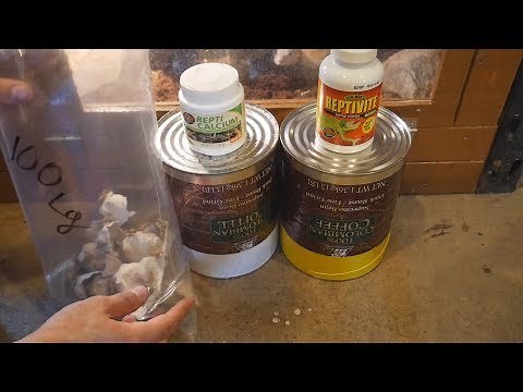 How To Dust Crickets With Calcium