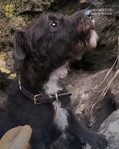 467K views · 14K reactions | A distressed dog has fallen down the edge of a rocky cliff, with little time, can Andy and crew save the four-legged friend safely?  輪 Coastguard SOS: Search & Rescue. Watch | Stream on 5 | Channel 5 | Facebook