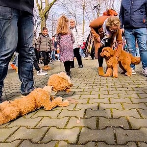 114K views · 2.2K reactions | Dog marionette confuses its look-alike pup!  | MetDaan Animals | Facebook