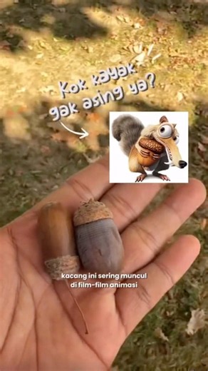 Oak fruits | Biji Oak | Acorn Seeds