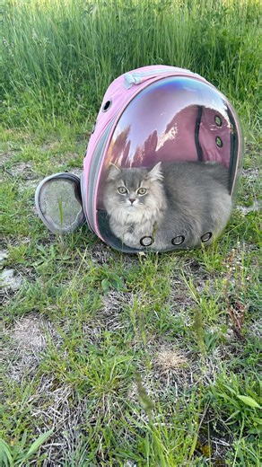 Ο Αχιλλέας πρώτη φορά στην φύση ή όχι;; 🤔 #achilles #cat #viral