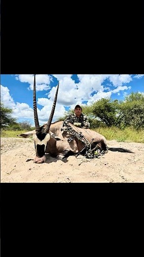 Bowhunting Africa: walk and stalk bowhunting an old gemsbok bull at Bokamoso in Botswana #hunting
