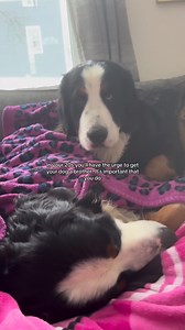 Definitely get your dog another dog 🫶 #bernesemountaindog #dogbrothers #dogmom | Walt and Gus The Bernese Mountain Dogs