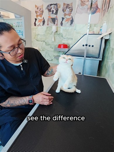 What is Scruffing? Should you or should you not do it to a cat? Sruffing has been controversial for so many years. People are saying that it is ok to do so because that's how a mother cat does it to their kittens. The question is, are all cats kittens? NO! Is it always safe to scruff a cat? NO! Scruffing is at your own risk. There are so many ways you can handle a cat and scruffing should always be the least.
