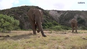 361K views · 9.5K reactions | Have you ever seen an elephant play soccer? (Credit: Caters News Agency) | The Weather Channel | Facebook