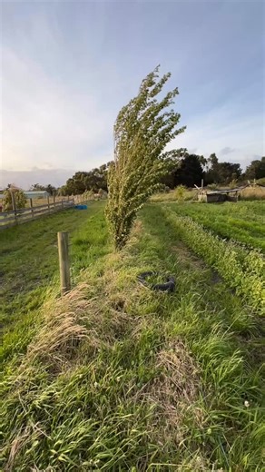 This is why we grow poplars as our main form of windbreak - fast growing and bendy! 💨 Meanwhile they provide some protection for the native trees as they grow. | Flock Stock & Basil