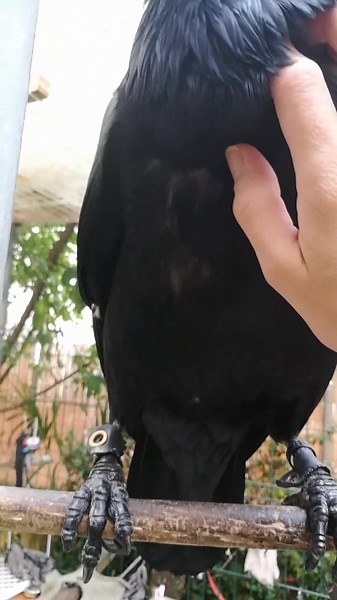 44K views · 2.8K reactions | Moonin was very smart, I tried to trade this feather in exchange for a little piece of chorizo slice, so he had the feather in his beak and to get the chorizo he resorted to the teaching I gave him and held the feather with his paw and opened his mouth to receive the chorizo, so he's here all proud because he won everything. 殺❤️ | Moonin Raven | Facebook