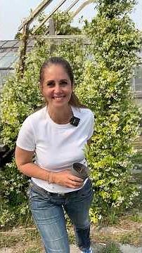 How to propagate your jasmine to fill your garden: gardening tip 🧑‍🌾