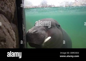 A hippopotamus swims underwater, approaching a glass barrier with its mouth open, revealing its large teeth. The scene captures the animals movement and the aquatic environment surrounding it Stock Video Footage - Alamy