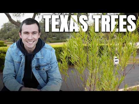 9 Texas Native Trees You’ll Almost Never Find at a Nursery