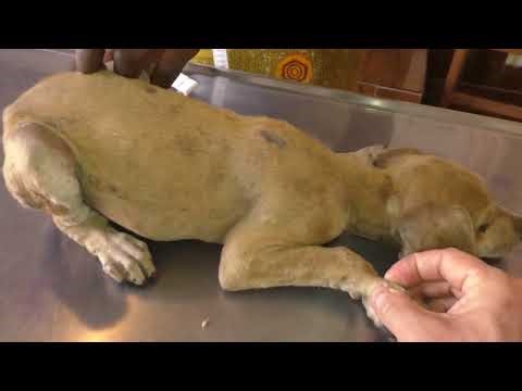 Mangoworm - The Fatou & Grace puppy Follow up, Parasites