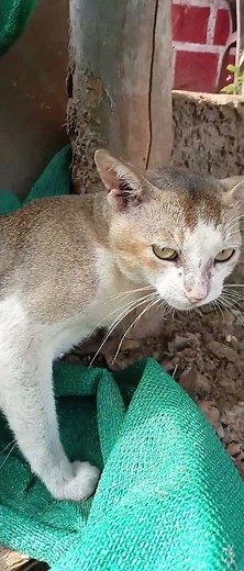 Cat sound