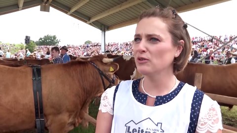 Bavarian ox-riders race for victory