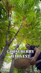 Our gooseberry tree wasn’t as full compared to last year but we have high hopes for 2026! #gooseberry #exoticfruits #harvest #fruittree #berries | Judy Bao Garden