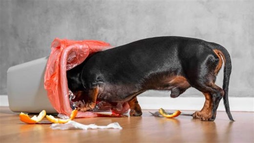 Rare Dachshund Pit Bull Mixes Begging for Dinner Are Total Jaw-Droppers