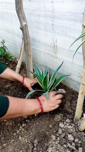 gardening #ytshorts #gardenplant#फुलवारी #gardenwork