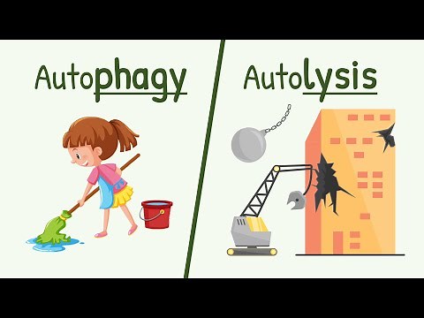 Autophagy and Autolysis || Functions of Lysososme