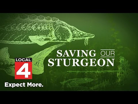 Saving Our Sturgeon: Inside the movement to save sturgeon in Michigan