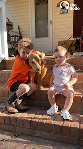 7.8M views · 328K reactions | Stray puppy appears on a family's doorstep — and won't come inside until he meets their little boy  | The Dodo | Facebook