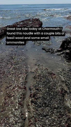 A nodule with 195 million years old fossil wood and some small ammonites Charmouth Dorset | Charmouth Fossils