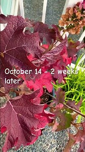 Fall Colors For "Ruby Slippers" Oakleaf Hydrangea - October 14, 2023