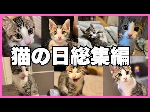 【総集編】保護した子猫の可愛すぎる動画総集編！【猫の日記念】