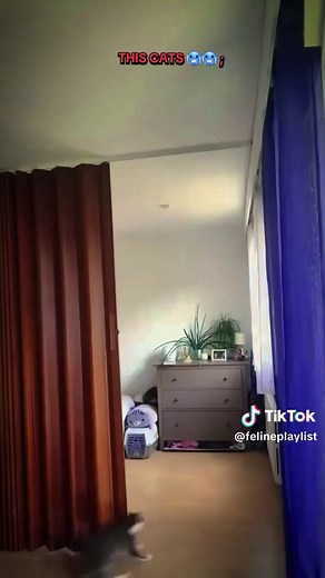 Cats Drifting: Epic Showdown of Feline Skills