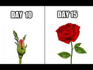 Growing Roses Time Lapse (Flowers)