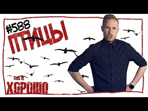 Птицы. #588