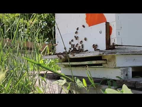 🐝 13-Minute Healing Honey Bee Hive Sounds 🍯