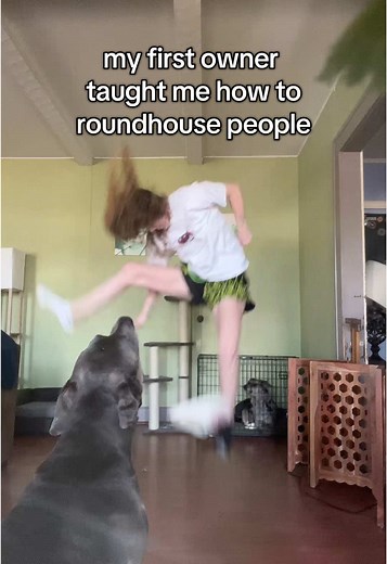 Dogs Performing Impressive Roundhouse Kicks