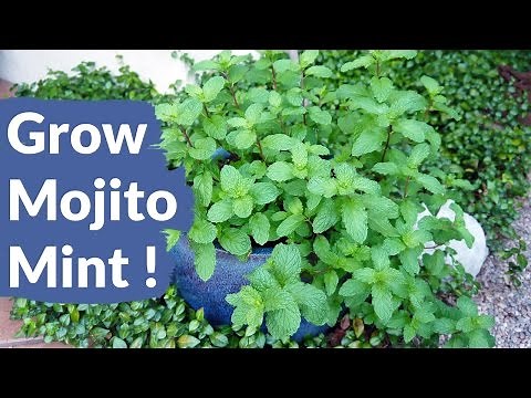 If You Love Mojitos, You Need To Grow This Mint / Joy Us Garden