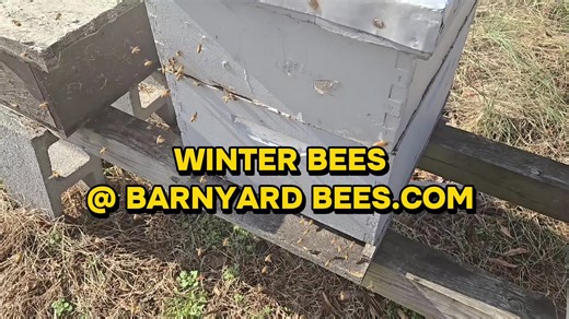 Barnyard Bees (@barnyardbees)’s videos with Good Day - Nappy Roots