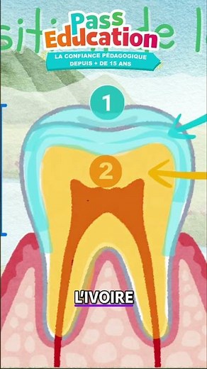 Une dent, c’est vivant ? 🦷 | Apis & ses amis – Sciences CE1
